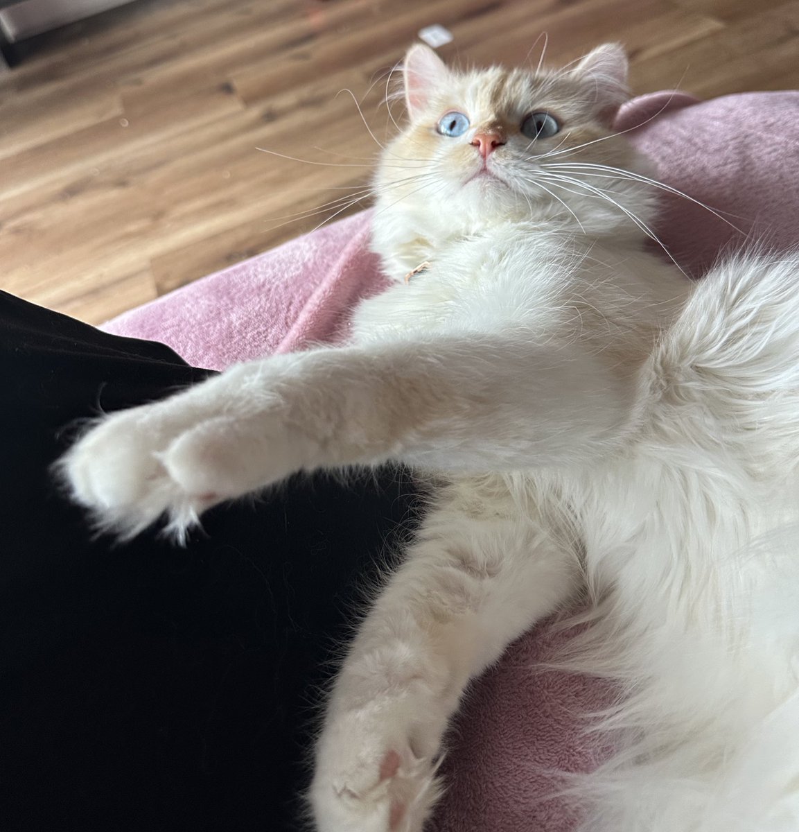 He’s so attached to me it’s crazy