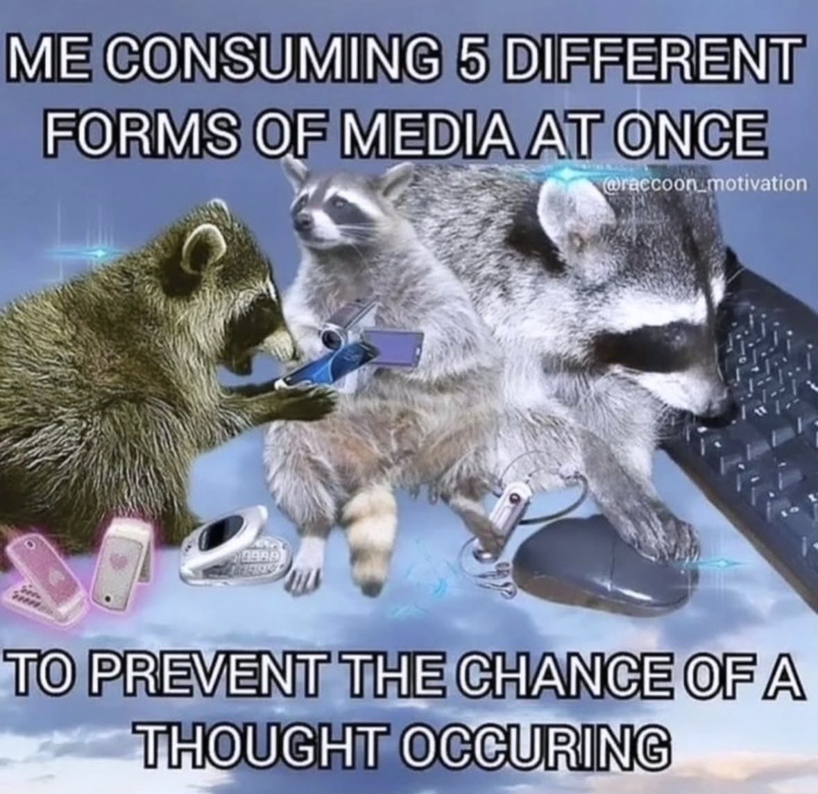 raccoon aesthetic. (@raccoonesthetic) on Twitter photo 