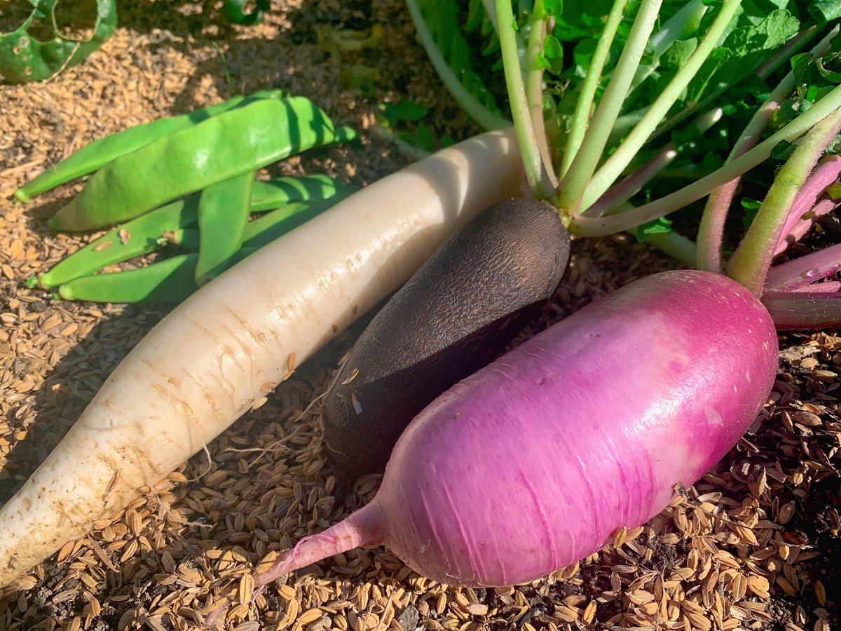 はげまる (@hagemaru_nara) / Posts / X