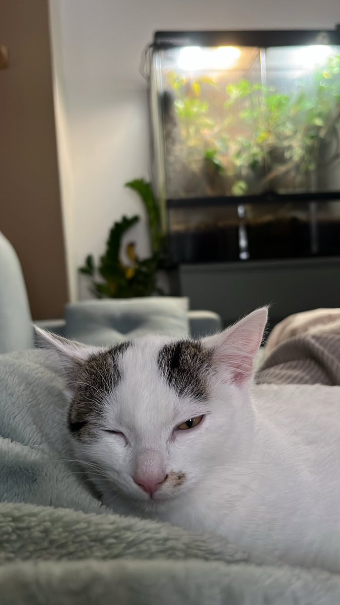 BrunoBSG64's tweet image. Sneaky Oggbert