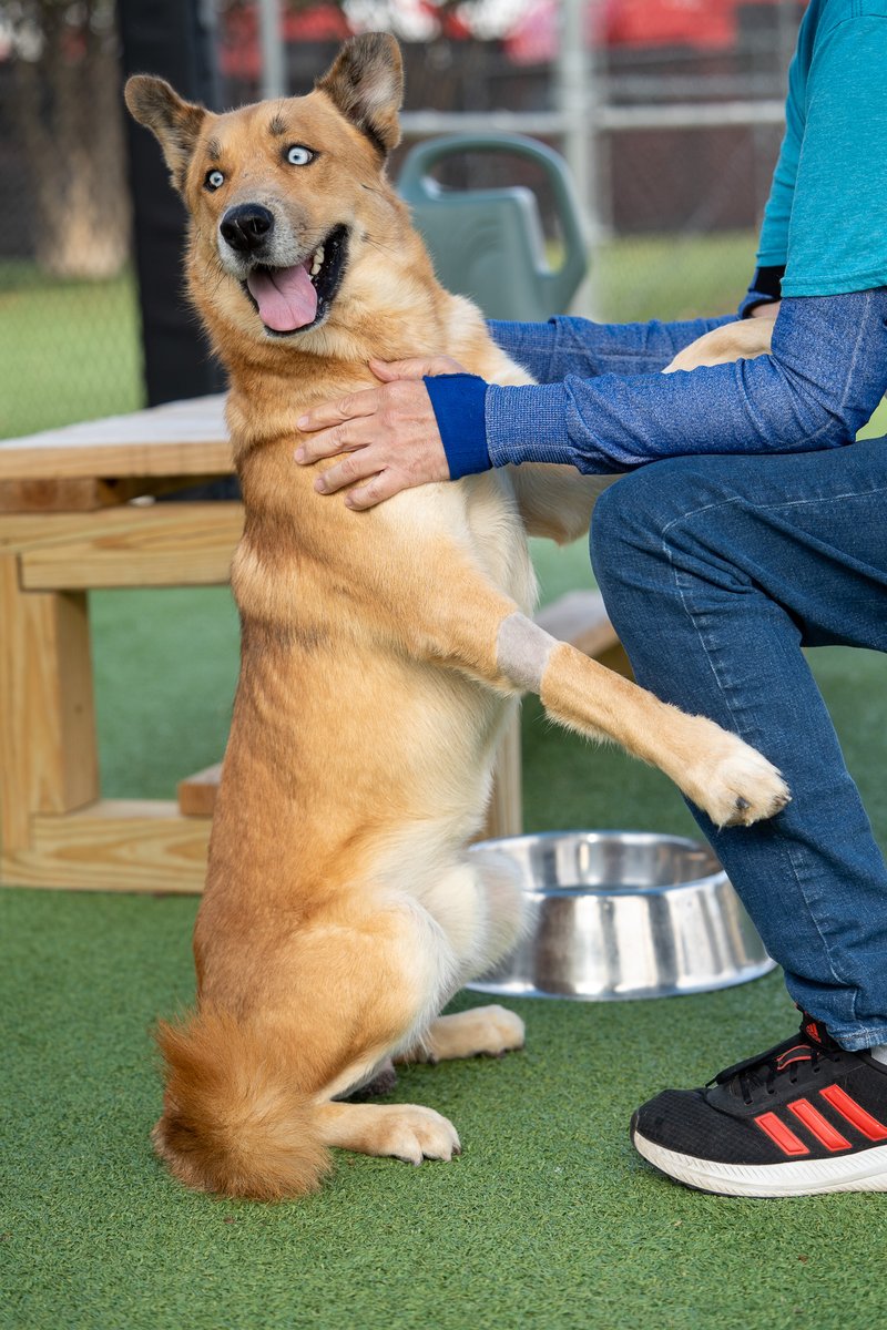 sahumane's tweet image. This gorgeous and happy boy is named Balto! 🥰 Come over to the SAHS and spend some time with him, we know you&apos;ll fall in love! 😍 Age: 3.5 years Weight: 53 pounds Breed: Shepherd/Siberian Husky
