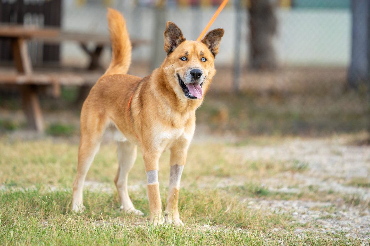 sahumane's tweet image. This gorgeous and happy boy is named Balto! 🥰 Come over to the SAHS and spend some time with him, we know you&apos;ll fall in love! 😍 Age: 3.5 years Weight: 53 pounds Breed: Shepherd/Siberian Husky