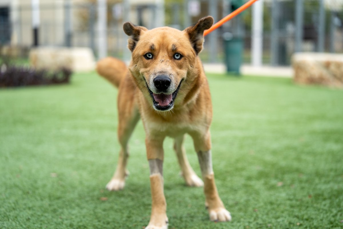 sahumane's tweet image. This gorgeous and happy boy is named Balto! 🥰 Come over to the SAHS and spend some time with him, we know you&apos;ll fall in love! 😍 Age: 3.5 years Weight: 53 pounds Breed: Shepherd/Siberian Husky