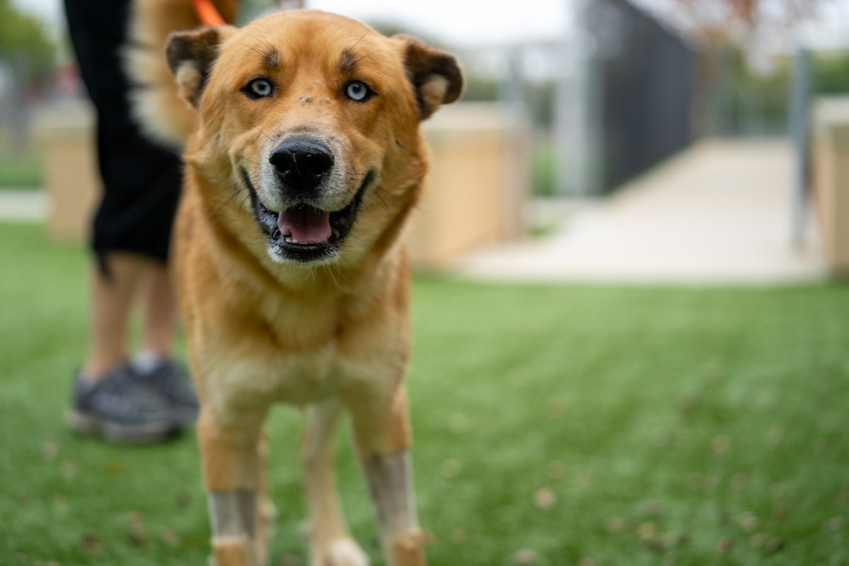 sahumane's tweet image. This gorgeous and happy boy is named Balto! 🥰 Come over to the SAHS and spend some time with him, we know you&apos;ll fall in love! 😍 Age: 3.5 years Weight: 53 pounds Breed: Shepherd/Siberian Husky