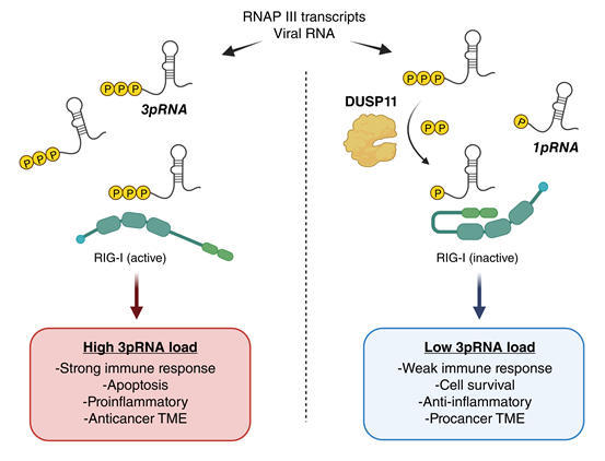 Cancer Immunology Research tweet media