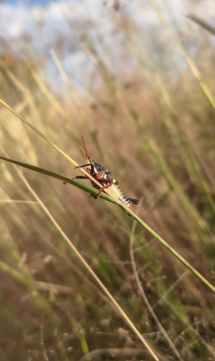 Un "amigo saltarin" en la orilla de la carretera; cualquier momento es bueno para tomar unas fotos 😁.
¿Este es de los que se comen? 😱🤔.
#Felizmartes 👋🏻😄