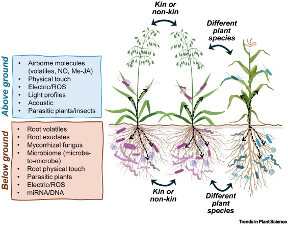 Plant-to-plant signaling: building networks for resilience to stress, or merely eavesdropping? dlvr.it/TPL93V #plantscience
