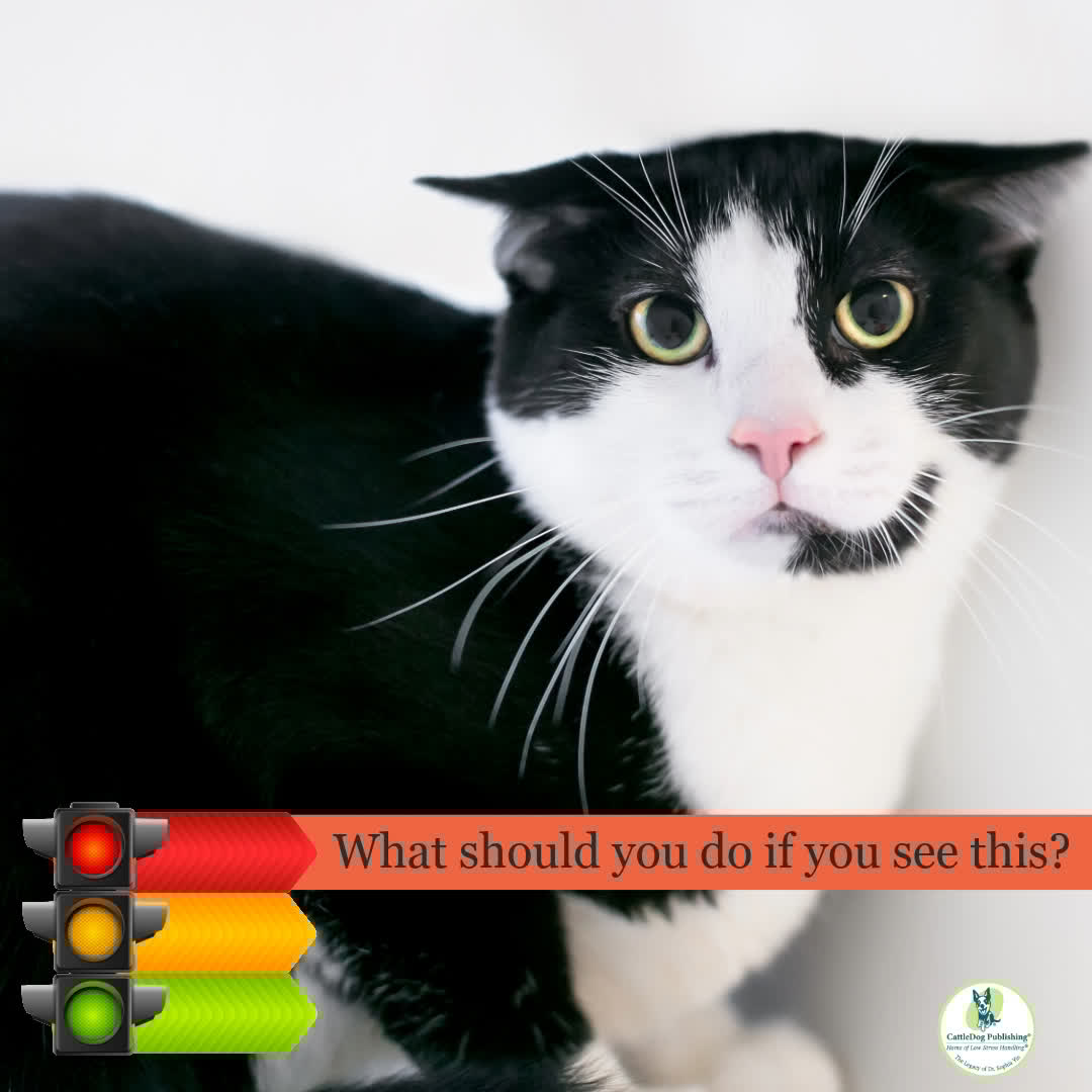 CattleDog_P's tweet image. 👀Another round of 'What Would You do? is here! Drop your guesses in the comments⬇️(no peeking at the answer). The reveal's waiting for you in the replies. Let's see who's got the body language recognition skills! 🐾
#animalbehavior #lowstresshandling #dogbodylanguage #veterinary