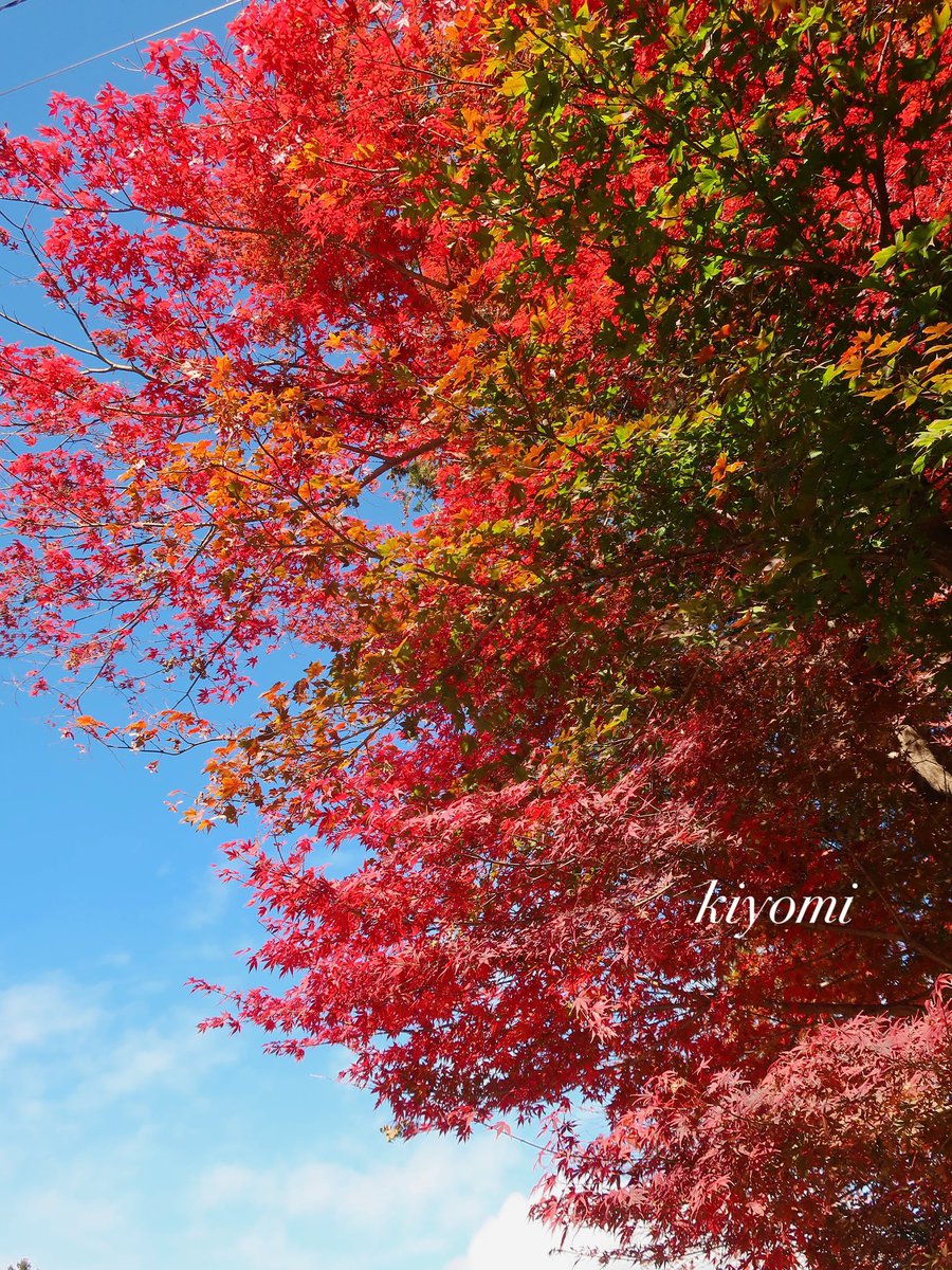 RT @FjZS1drU9Vvq7ya: 𑁍𓏸*.. おはようございます..*𓏸𑁍 きょうは