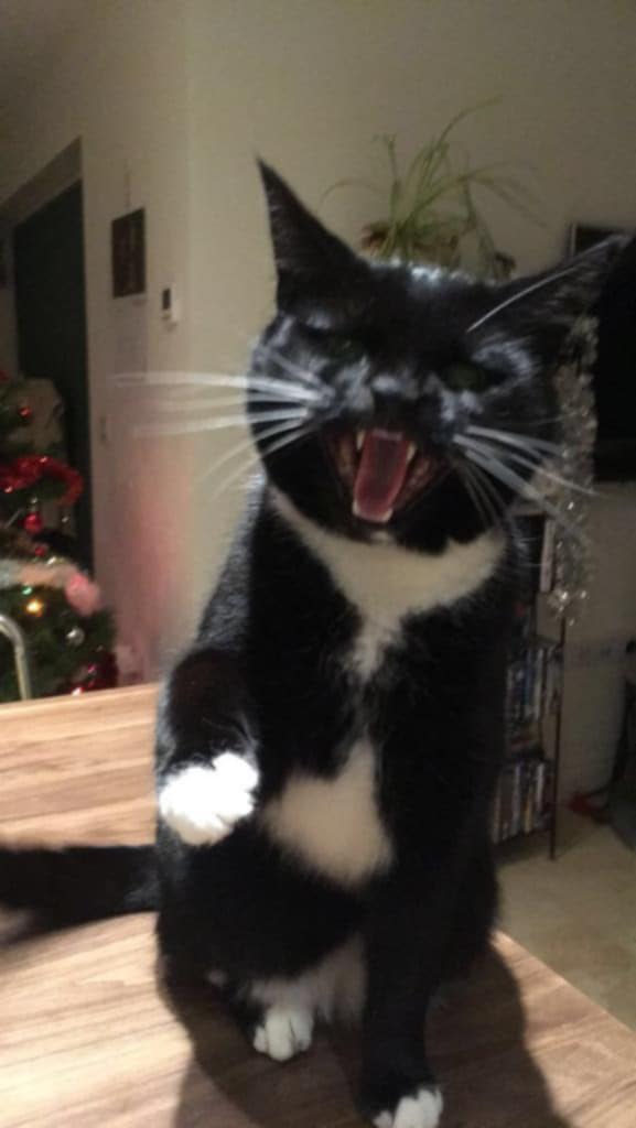 Martha the Nightshift Cat tweet media