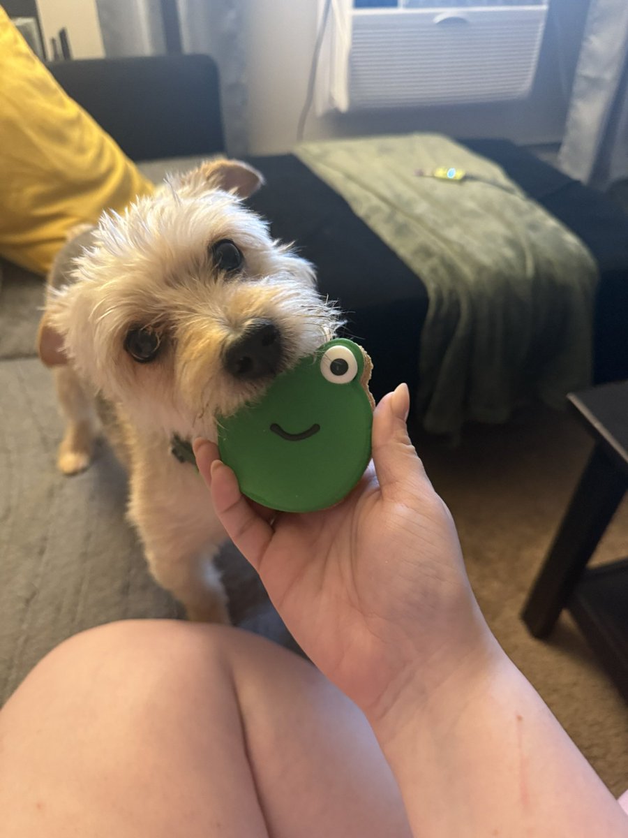 BONESOF99's tweet image. Last but not least for “Most Problematic” this is Badger. He is so bad that I was *paid* to take him. His hobbies include trying to bite @schnitzel_one, ruining furniture, dreaming about his grandma, stealing food, barking at anything that moves, and causing chaos!