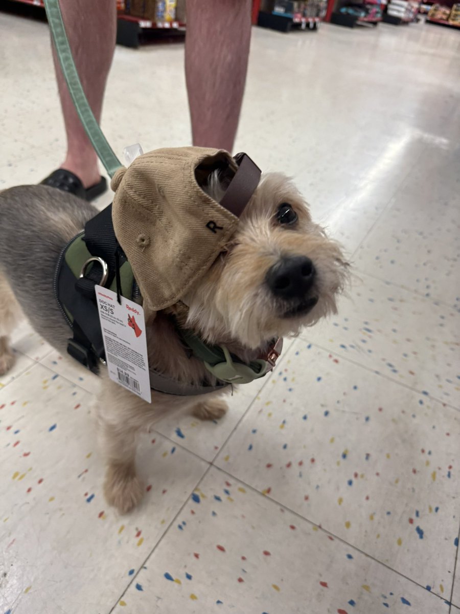 BONESOF99's tweet image. Last but not least for “Most Problematic” this is Badger. He is so bad that I was *paid* to take him. His hobbies include trying to bite @schnitzel_one, ruining furniture, dreaming about his grandma, stealing food, barking at anything that moves, and causing chaos!