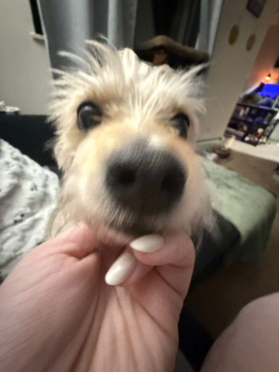 BONESOF99's tweet image. Last but not least for “Most Problematic” this is Badger. He is so bad that I was *paid* to take him. His hobbies include trying to bite @schnitzel_one, ruining furniture, dreaming about his grandma, stealing food, barking at anything that moves, and causing chaos!