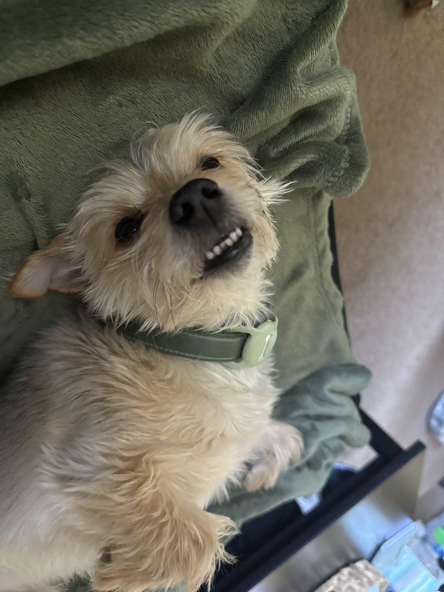 BONESOF99's tweet image. Last but not least for “Most Problematic” this is Badger. He is so bad that I was *paid* to take him. His hobbies include trying to bite @schnitzel_one, ruining furniture, dreaming about his grandma, stealing food, barking at anything that moves, and causing chaos!