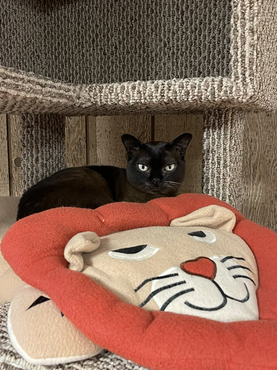 AngelaGreenman's tweet photo. I had company today while struggling through a critical chapter in my second book, The Invisible Predator. I’m glad. The background noise of her snore was comforting in a way. #catlovers #amwriting https://t.co/dCiZyQ7YjV