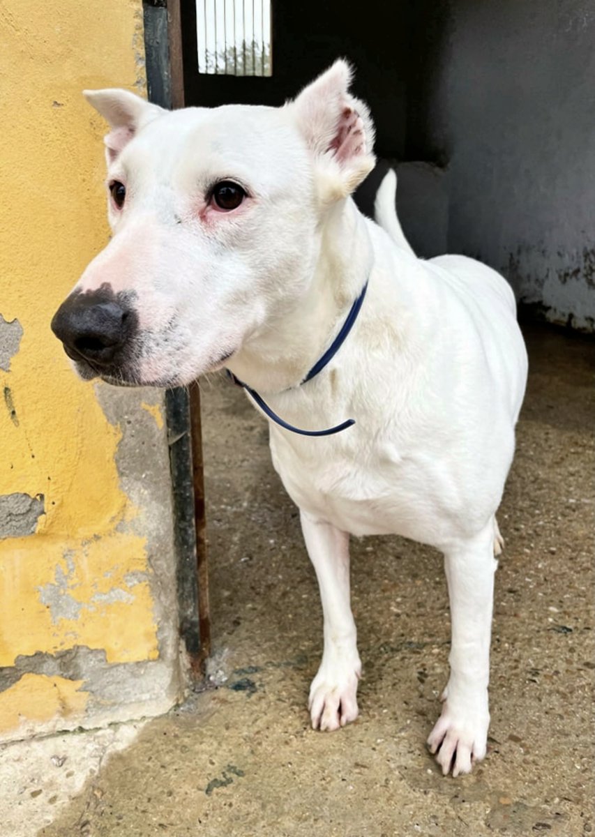 #Sevilla
Encontrada, perdida en un campo, y adoptada, tiempo después…, la alegría duró poco. Retiramos a #TORMENTA de su familia adoptiva, ya que es una perrita bastante activa y sus miedos e inseguridades hicieron que no pudieran atenderla como se merecía.

Tiene 10 añitos,