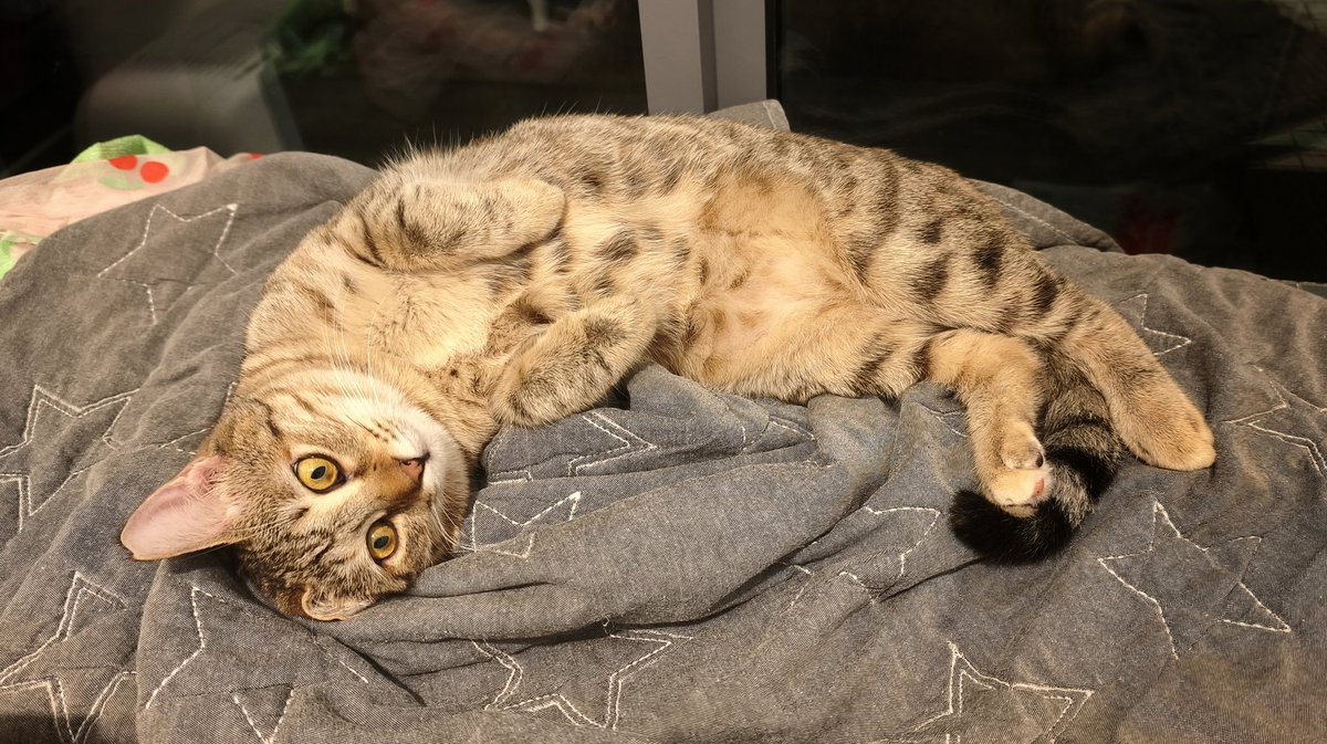 Daragh Nener-Lally tweet media