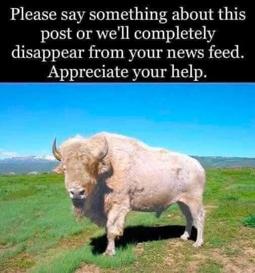 The White Buffalo are sacred to many Native Americans.