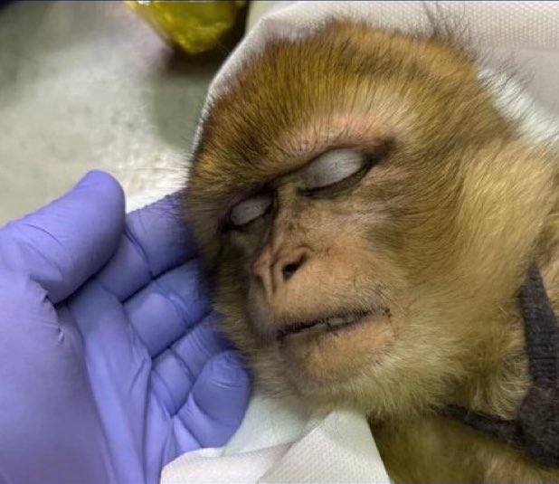 kbabzebi's tweet image. Yamala Ofoufou-Koundé après son match contre Tottenham (je sais pas je regarde pas le foot)