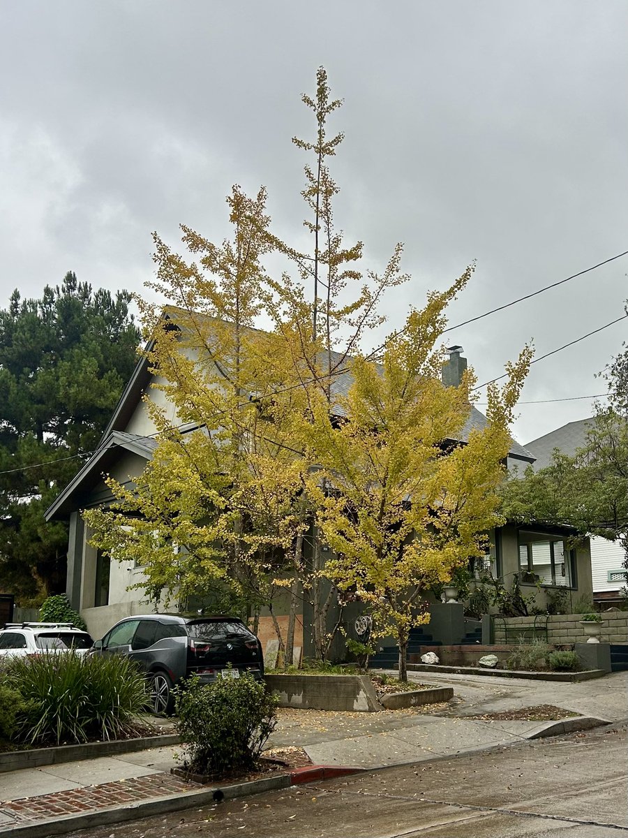 tmthylws's tweet photo. rainy afternoon walk through my old neighborhood https://t.co/82Nbl8QQkh