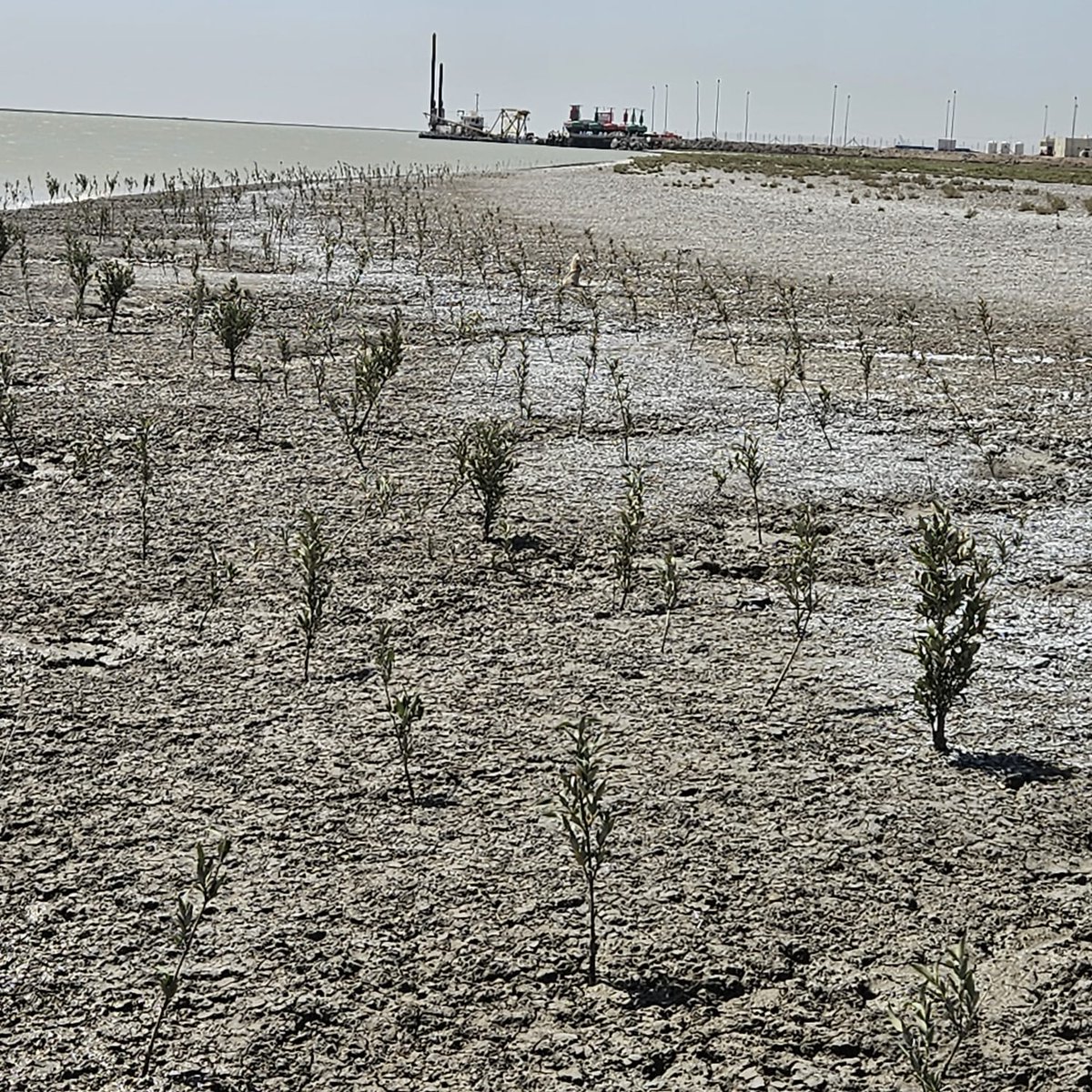 🌱 WFP Iraq and #Basra’s local government are keeping the momentum going! Their joint #mangrove-planting effort is restoring coastal ecosystems in Basra’s tidal flats and helping communities stay resilient in the face of environmentalhazards. 💚🌊