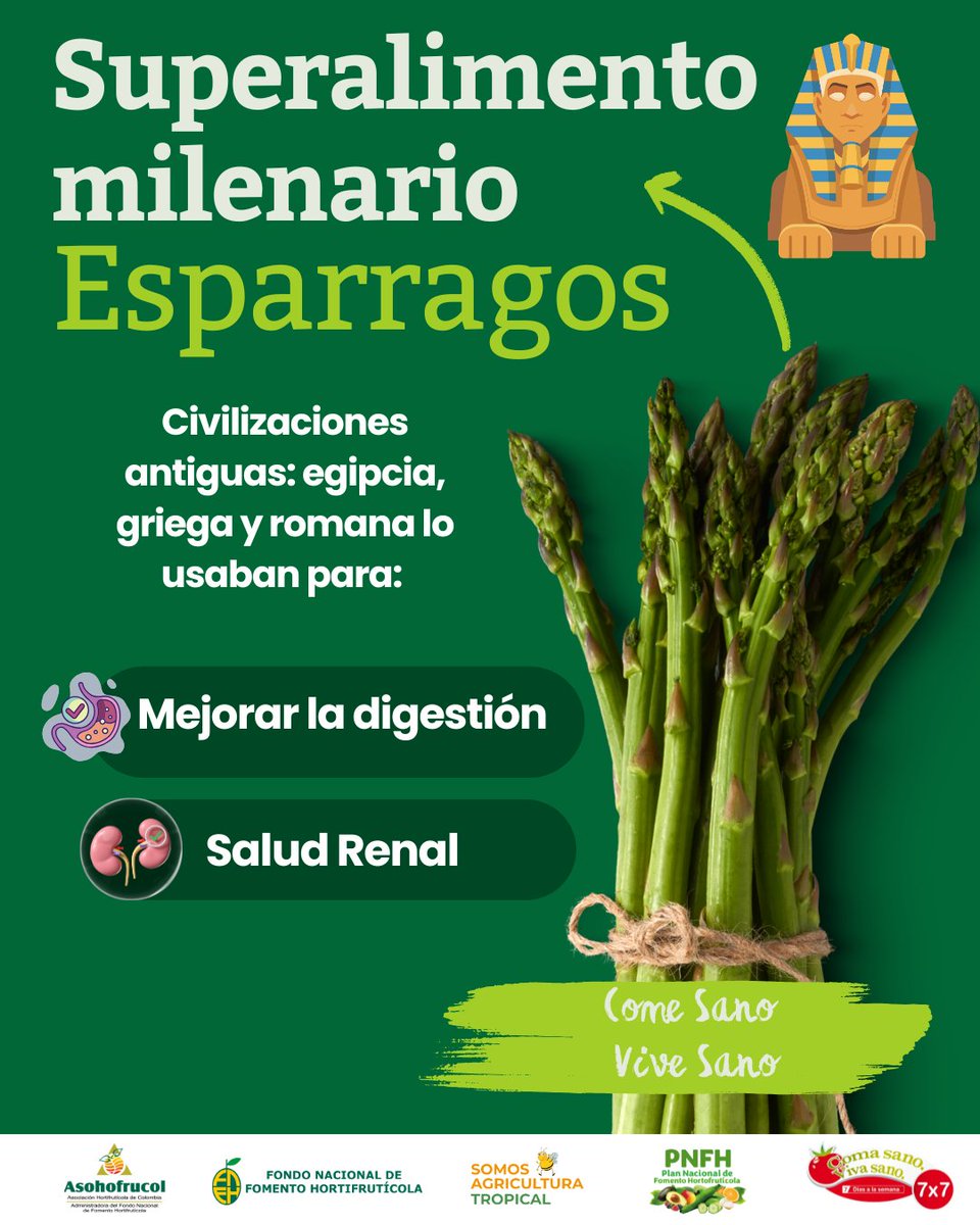 🤔¿Sabías que… los espárragos llevan miles de años en la mesa de la humanidad?
Desde las civilizaciones egipcias y griegas, hasta el Imperio romano, este cultivo era apreciado por su sabor y por sus beneficios para la salud.