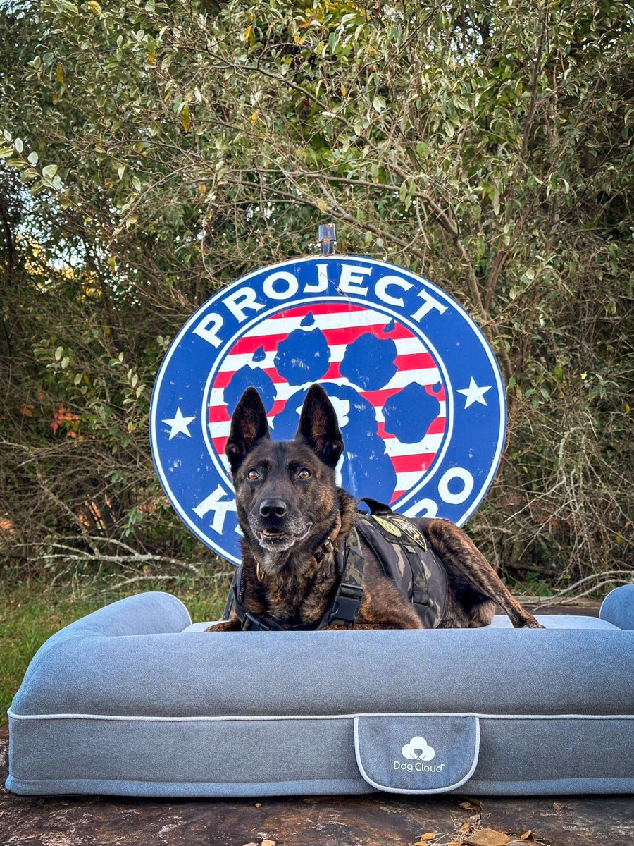 ProjectK9Hero's tweet image. 🐾 Support Mobility. Support Comfort. Support Our Heroes.
With Dog Cloud beds
👉 Shop with code PK9H

bit.ly/4piT7ZQ