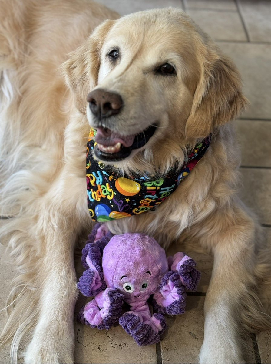 Friends, we’ve had some really bad things happening here the last few days. My beautiful, brave Roxy is with the angels tonight. 💔😢
I fell on Saturday and broke my femur. It’s going to be a very long recovery. 
My sweet Roxy was attached to me and when I did not return she was