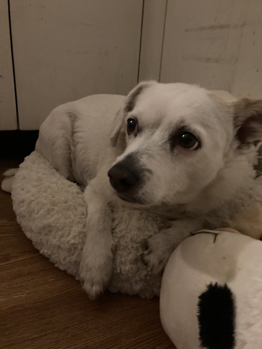 LIVE with Kingdoms of the Dump, I’ve been waiting forever for this stinkin’ game twitch.tv/dasnowmanz