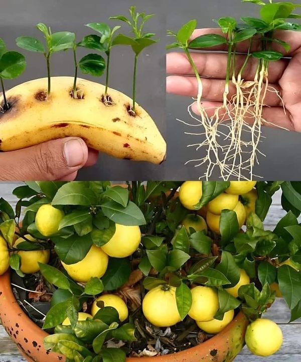 AimePatrickIra1's tweet image. 🍌🍋 GENIUS BANANA HACK: FREE LEMON TREES! 🍋🍌

Who knew? A rotten banana = Perfect rooting medium for lemon cuttings!

Why it works:
✅ Potassium-rich (promotes root growth)
✅ Natural hormones stimulate rooting
✅ Moist environment for root development
✅ Nutrients feed young…