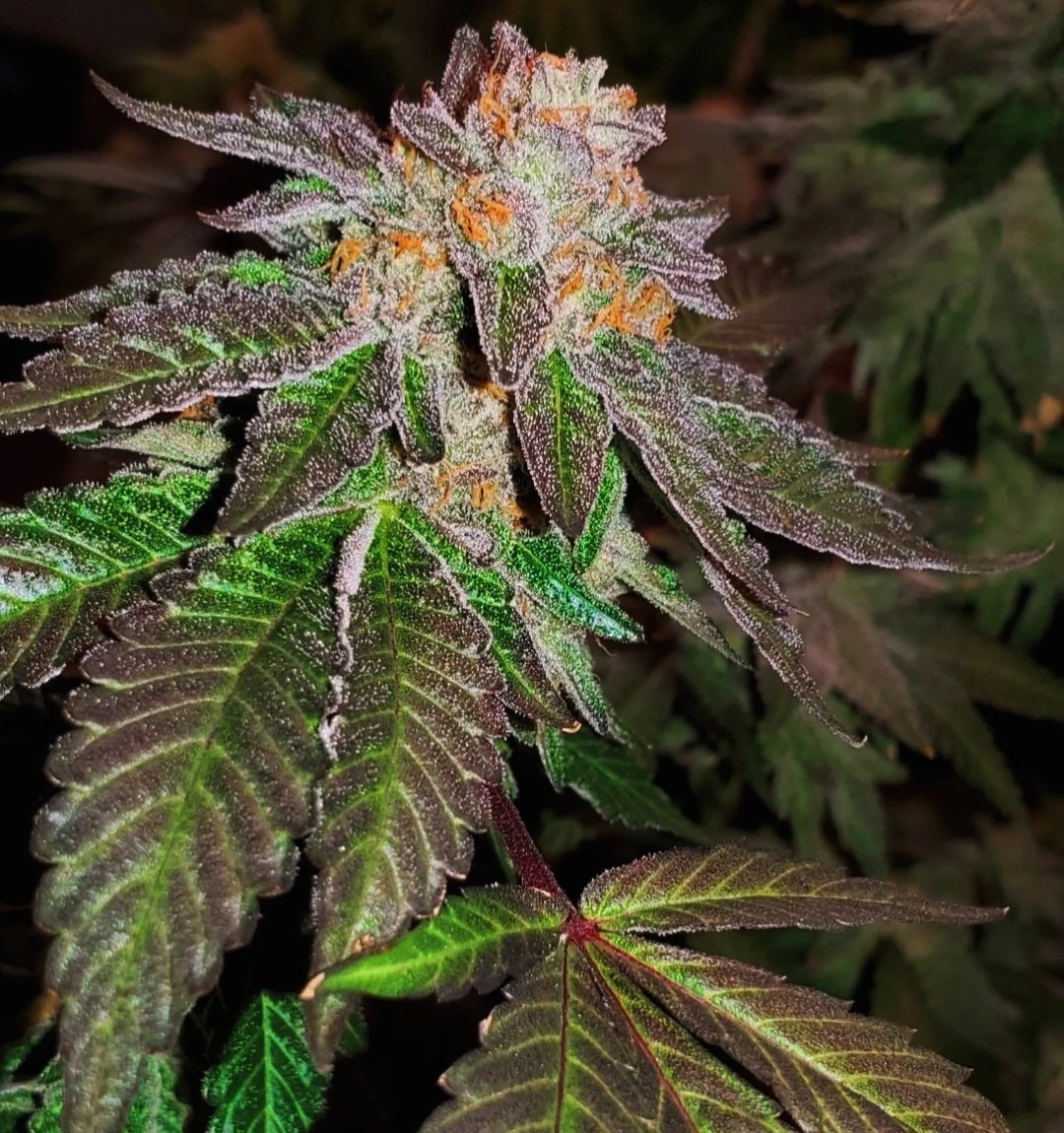 HigherGradeHerb's tweet image. Two new strains dropping on Black Friday:

FUDGE STRIPES  
(Forum Cut GSC × Irene&apos;s Biscotti) × East Coast Irene

GROUNDWORK OG  
(Bubba Kush × Irene&apos;s Dog) × East Coast Irene

Limited and numbered to 50 packs each!