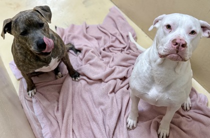 RaissaDevereux's tweet image. #rehomehour #k9hour #forgottensoulshour #ADOPT #adoptable #AdoptDontShop #AdoptaUnPerrito #AdoptaNoCompres #dogsofX #FOSTER #FosterMe