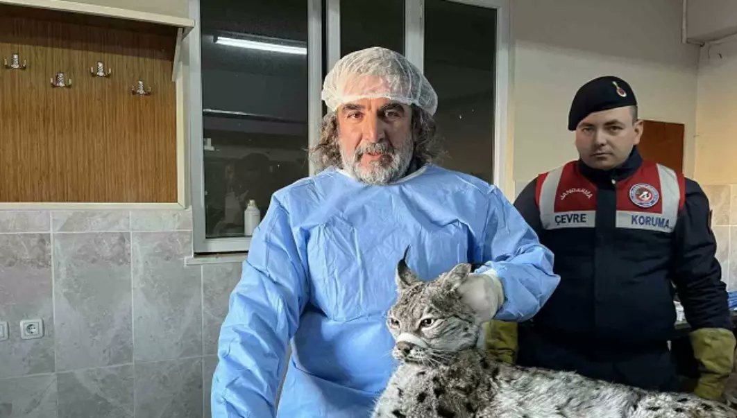 Van’da bitkin halde bulunan vaşak tedavi altına alındı
gazetevan.com/haber/van-habe…
#van #vanhaber