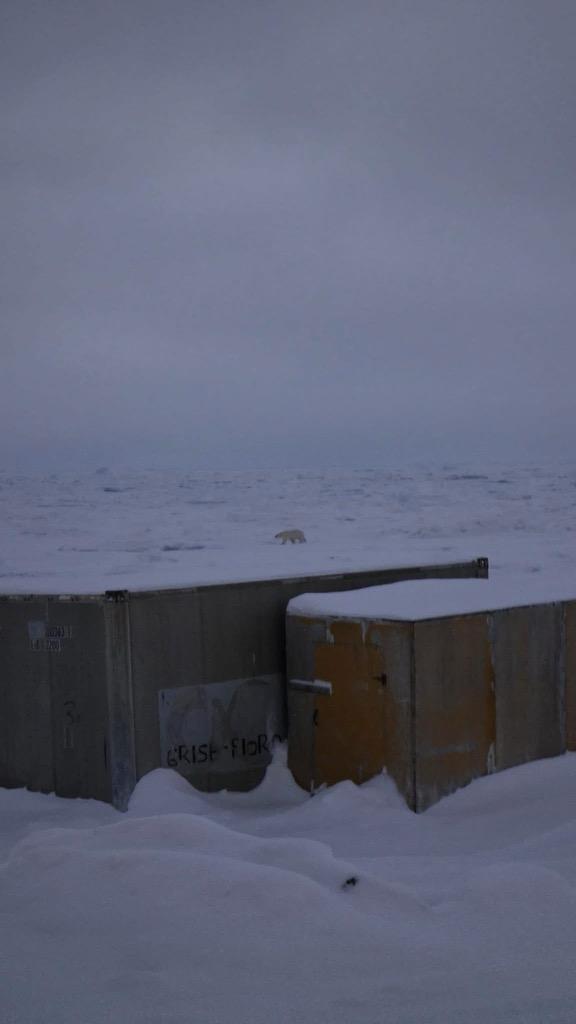 PNM_79's tweet image. My Father&apos;s girlfriend is way way way up in Grise Fjord, Nunavut, Canada. And today she saw a polar bear walking across the ocean. How fucking cool is that!?!?!!! 🐻‍❄️❄️ #CanadianArctic #Nunavut #PolarBear