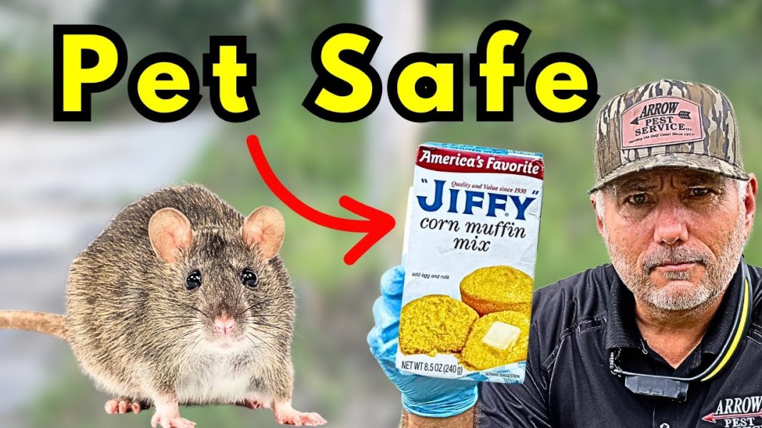 borderObserver's tweet image. KILL ALL Rats And Mice Around Your Home. Safe For Pets!
youtube.com/watch?v=Wg9-yF…
By Arrow Pest Service/31 Oct 2025
20 mins

#MAGA #BorderObserver qt-maga-8985