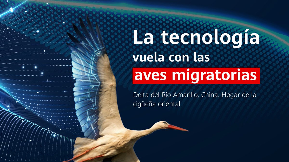HuaweiMex's tweet image. La tecnología también protege la naturaleza más allá de México. 🌎

En China, el proyecto TECH4ALL aplica IA y Big Data en el delta del Río Amarillo para cuidar aves migratorias como la cigüeña oriental y conservar ecosistemas vitales.