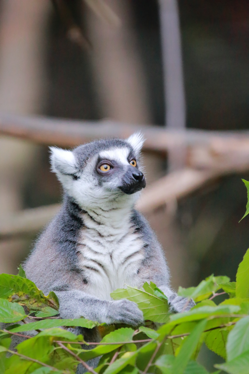 わお太郎の冒険譚 (@bsdog9) / Posts / X