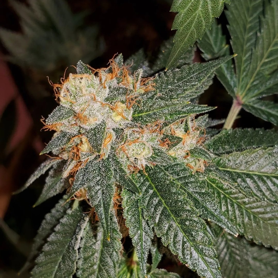 HigherGradeHerb's tweet image. Two new strains dropping on Black Friday:

FUDGE STRIPES  
(Forum Cut GSC × Irene&apos;s Biscotti) × East Coast Irene

GROUNDWORK OG  
(Bubba Kush × Irene&apos;s Dog) × East Coast Irene

Limited and numbered to 50 packs each!