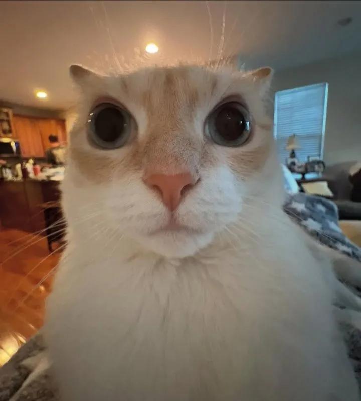 Costaa1408's tweet image. Tocou Chukou e eu tive um flashback de O Segredo na Floresta inteiro...
#osnf #osegredonafloresta