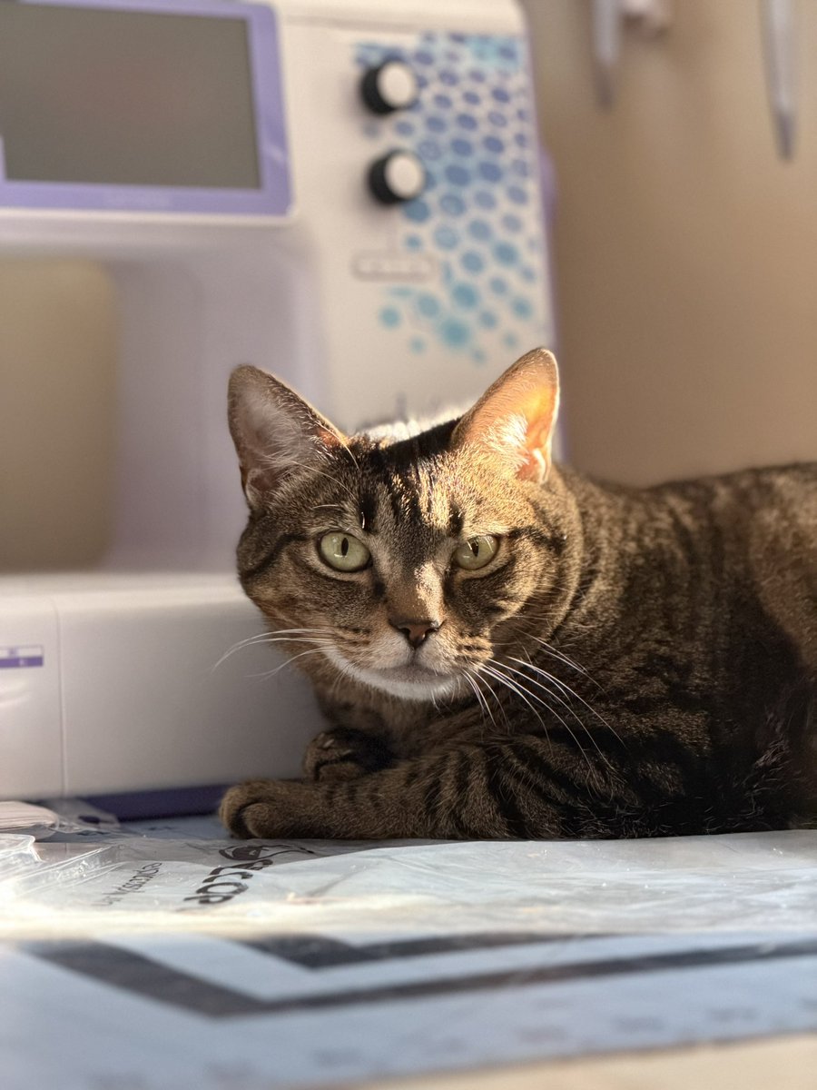 She’s so pretty I cry! 🫶🏻💜

HANDCAM stream today at 8pm! 😈 we’ll be working on cosplay for Holiday Matsuri!