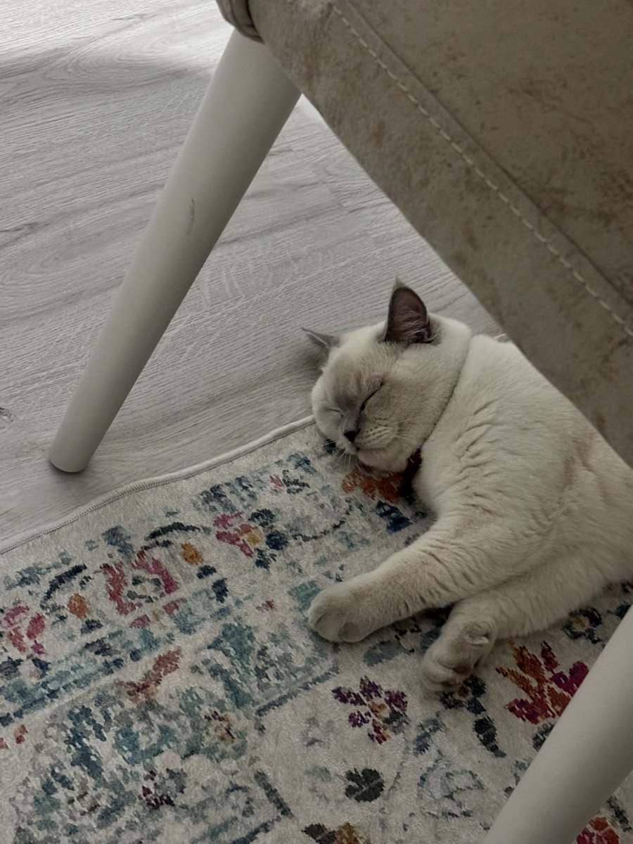 Gece daha iyi miyavlamak için sabahtan beri uyuyor