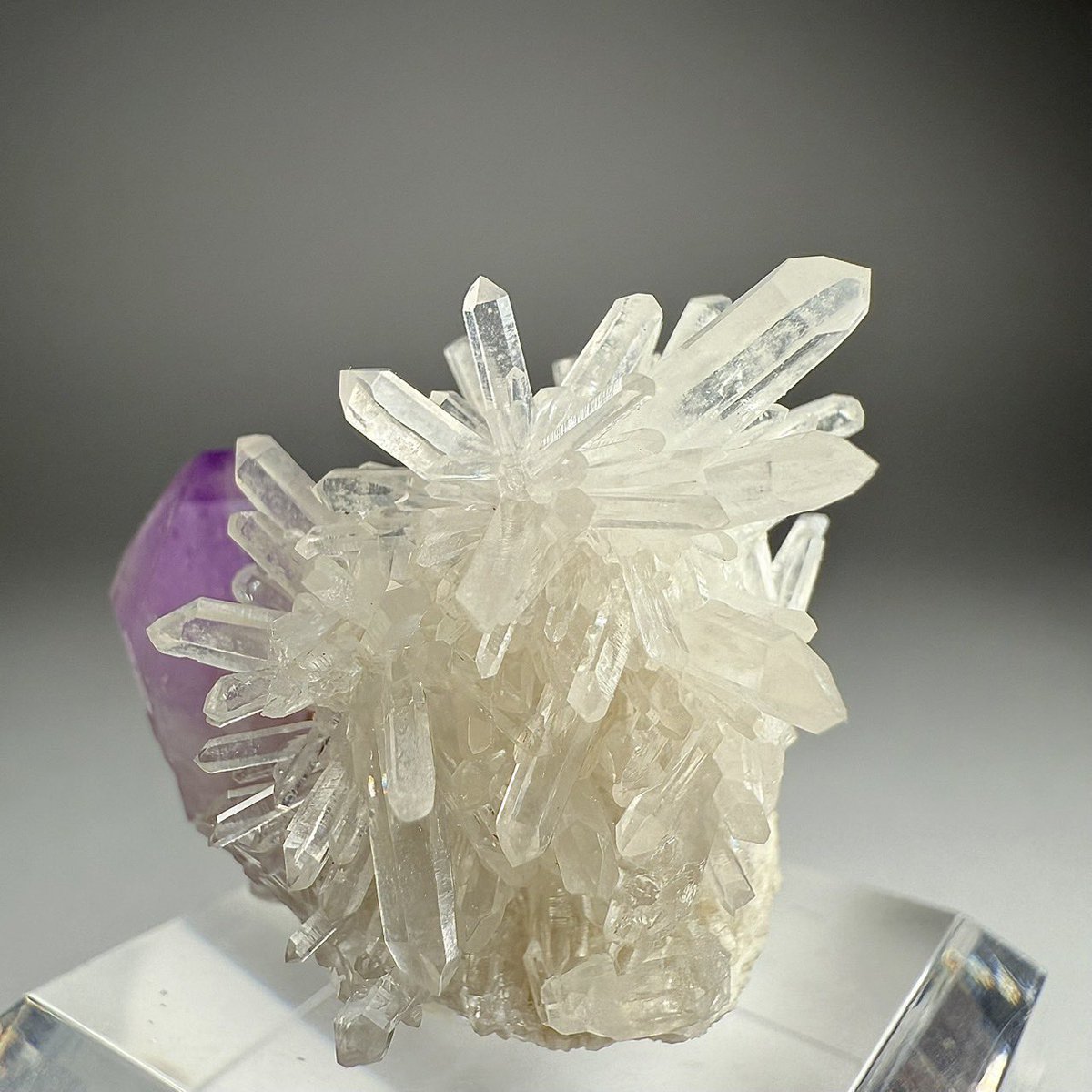 共生って素晴らしい😇