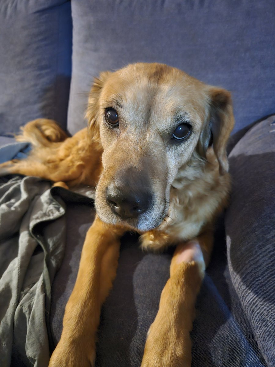 Lokys❄️ tweet media