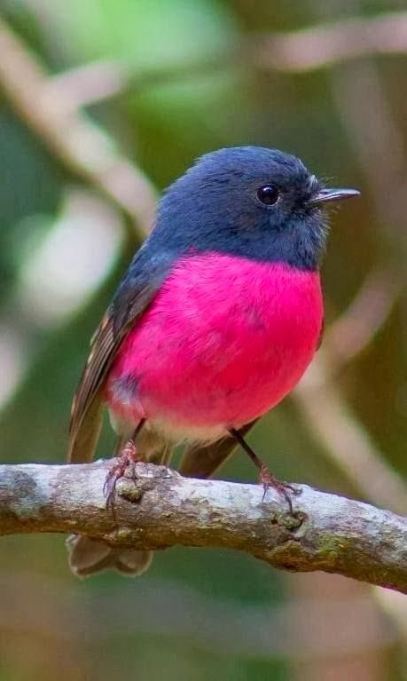 PIZZAPIASTRI's tweet image. oscar piastri as the australian pink robin