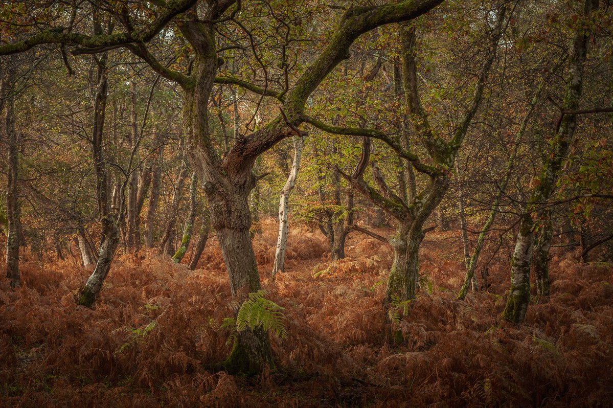 MattDixonPhoto's tweet image. Autumn in the New Forest 🍂 

#treeclub #thicktrunktuesday #nationalparks