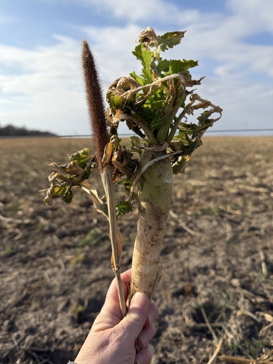 soilsdiva tweet media