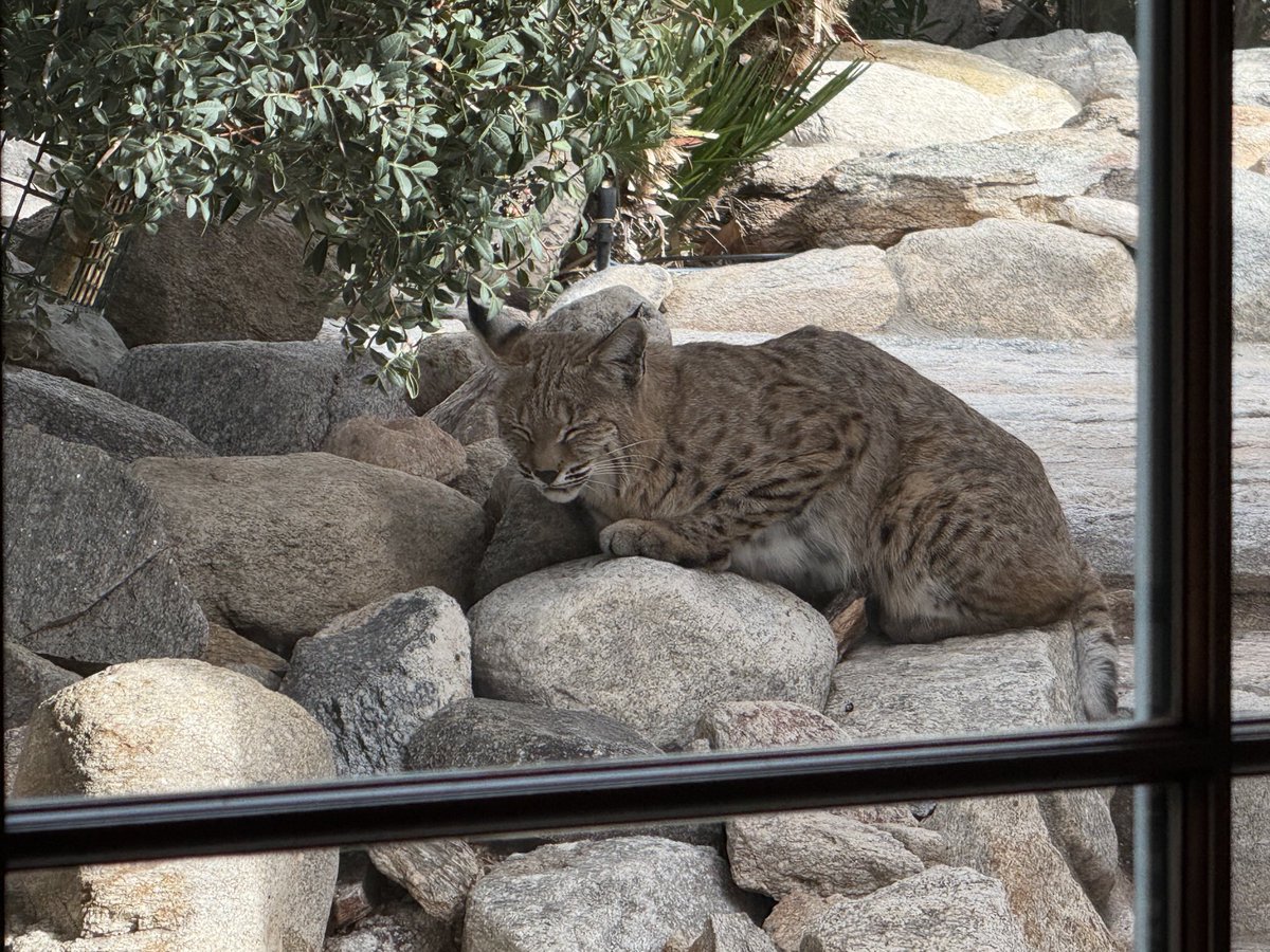 Sleepy bobcat napping outside the breakfast room. Every now and then he flicks an ear and opens his eyes as he watches me in the kitchen.