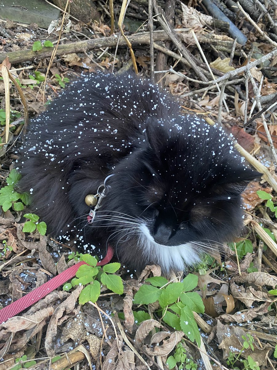 Sylatria 💛 3.0 Debut on April 11th @ 11 pm EDT!! tweet media