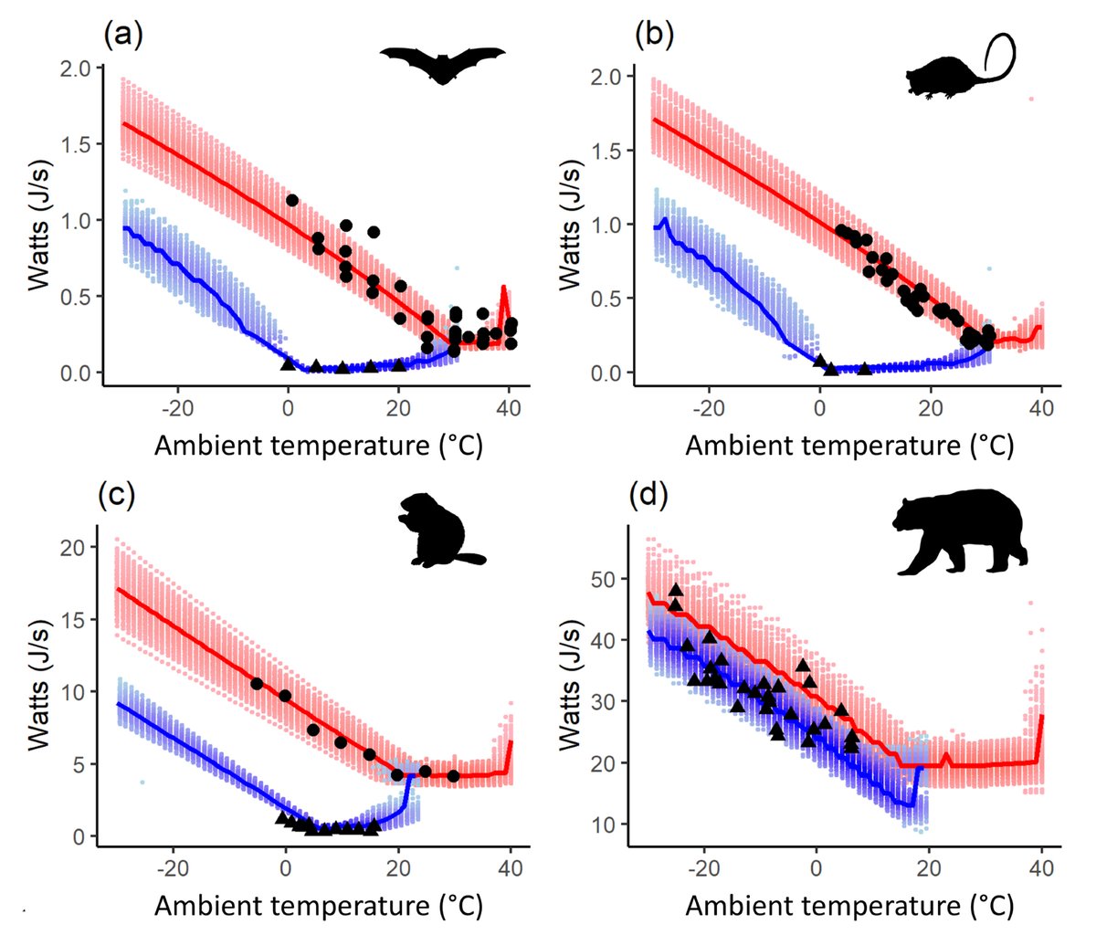 🆕 &amp; #OpenAccess in the journal: A new model predicts hibernation changes under warming &amp; is flexible enough for species from bats to bears

📄A mechanistic model of endotherm hibernation applied to the endangered mountain pygmy possum under climate change
doi.org/10.1002/ecy.70…