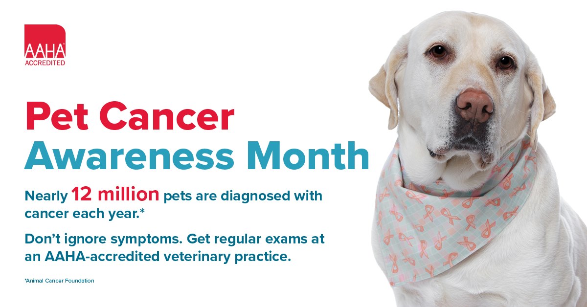MandarinVet's tweet image. National Pet Cancer Awareness Month is observed every November and serves as a vital campaign to raise awareness about cancer in pets—an often overlooked but serious health issue. 

facebook.com/share/p/16UFxn…

#MVC #DrJones #aahaaccredited #PetCancerAwarenessMonth #November2025